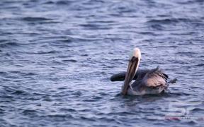 Slow Motion Shot of Pelicans Floating in the Ocean - Animals - VIDEOTIME.COM