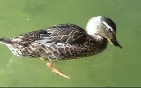 Ducks Eating - Animals - VIDEOTIME.COM
