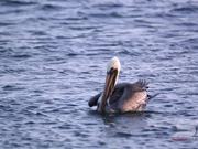 Slow Motion Shot of Pelicans Floating in the Ocean