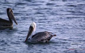 Slow Motion Shot of Pelicans Floating in the Ocean - Animals - VIDEOTIME.COM