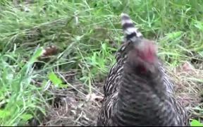 Grey Chicken - Animals - VIDEOTIME.COM