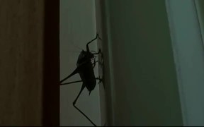 Grasshopper - Animals - VIDEOTIME.COM