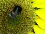 Bumblebee on Sunflower