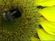 Bumblebee on Sunflower