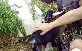 Two Baby Goats at the Greenbelt Farmers Market - Kids - VIDEOTIME.COM