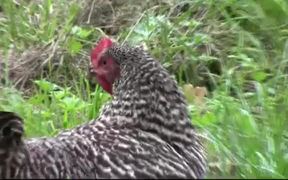 Grey Chicken - Animals - VIDEOTIME.COM