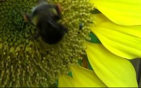 Bumblebee on Sunflower - Animals - VIDEOTIME.COM