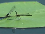 Dragonfly on Water Lily