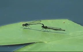 Dragonfly on Water Lily - Animals - VIDEOTIME.COM