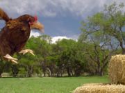 Intuit Commercial: Happy Hens