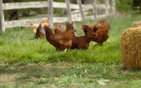 Intuit Commercial: Happy Hens - Commercials - VIDEOTIME.COM