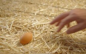Intuit Commercial: Happy Hens - Commercials - VIDEOTIME.COM