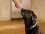 Intuit Commercial: Happy Dogs