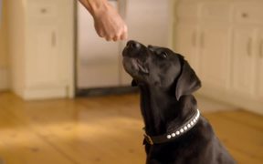 Intuit Commercial: Happy Dogs - Commercials - VIDEOTIME.COM