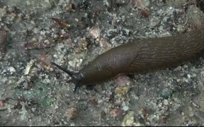 Brown Slug - Animals - VIDEOTIME.COM