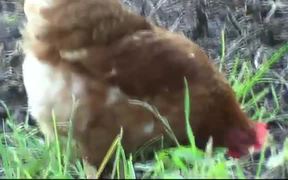 Brown Chicken - Animals - VIDEOTIME.COM