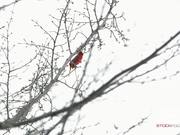 Static Shot of a Cardinal Chirping in a Tree