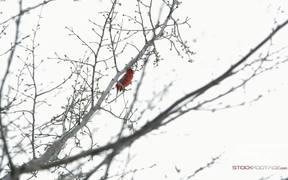 Static Shot of a Cardinal Chirping in a Tree - Animals - VIDEOTIME.COM