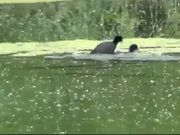 Duck battle