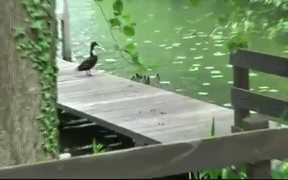 Duck and Ducklings - Animals - VIDEOTIME.COM