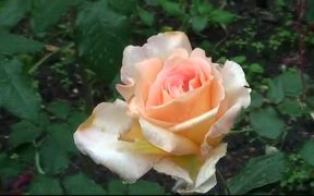 Garden Rose - Fun - VIDEOTIME.COM