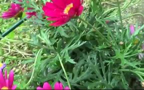 Flowers Water Drops - Fun - VIDEOTIME.COM