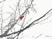 Static Shot of a Cardinal Chirping in a Tree