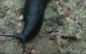 Black Slug - Animals - VIDEOTIME.COM