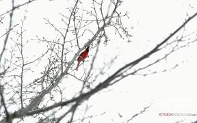 Static Shot of a Cardinal Chirping in a Tree - Animals - VIDEOTIME.COM