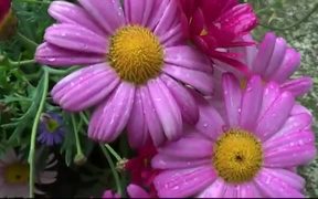 Flowers Water Drops - Fun - VIDEOTIME.COM