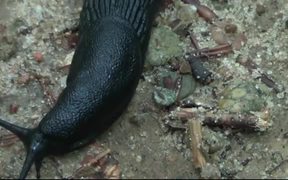 Black Slug - Animals - VIDEOTIME.COM