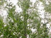 Poplar Trees for Cellulosic Ethanol B-Roll