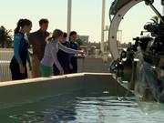Dolphin Tale 2 - "Look Who's Running the Show"