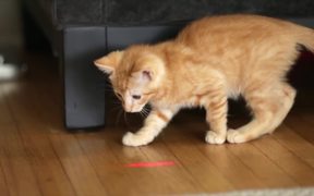 Friskies Viral Video: Dear Kitten - Commercials - VIDEOTIME.COM