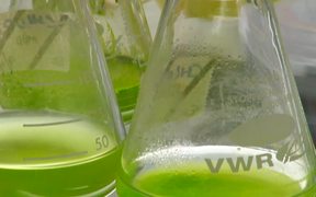 Microalgae-to-Biofuel Technology B-Roll - Tech - VIDEOTIME.COM