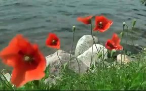 Red Poppy on the Wind - Fun - VIDEOTIME.COM