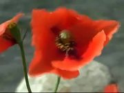 Red Poppy on the Wind