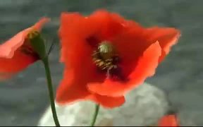 Red Poppy on the Wind
