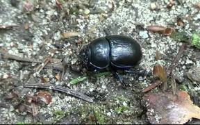 Black Beetle - Animals - VIDEOTIME.COM