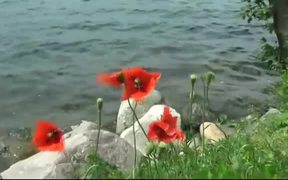 Red Poppy on the Wind - Fun - Videotime.com