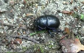 Black Beetle - Animals - VIDEOTIME.COM