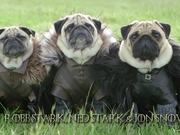 Blinkbox: Pugs as Game of Thrones Characters