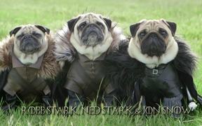 Blinkbox: Pugs as Game of Thrones Characters - Commercials - VIDEOTIME.COM