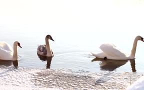 Swans Swim - Animals - VIDEOTIME.COM