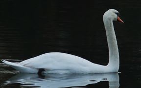 White Swan - Animals - VIDEOTIME.COM