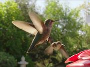 Hummingbird Slow Motion