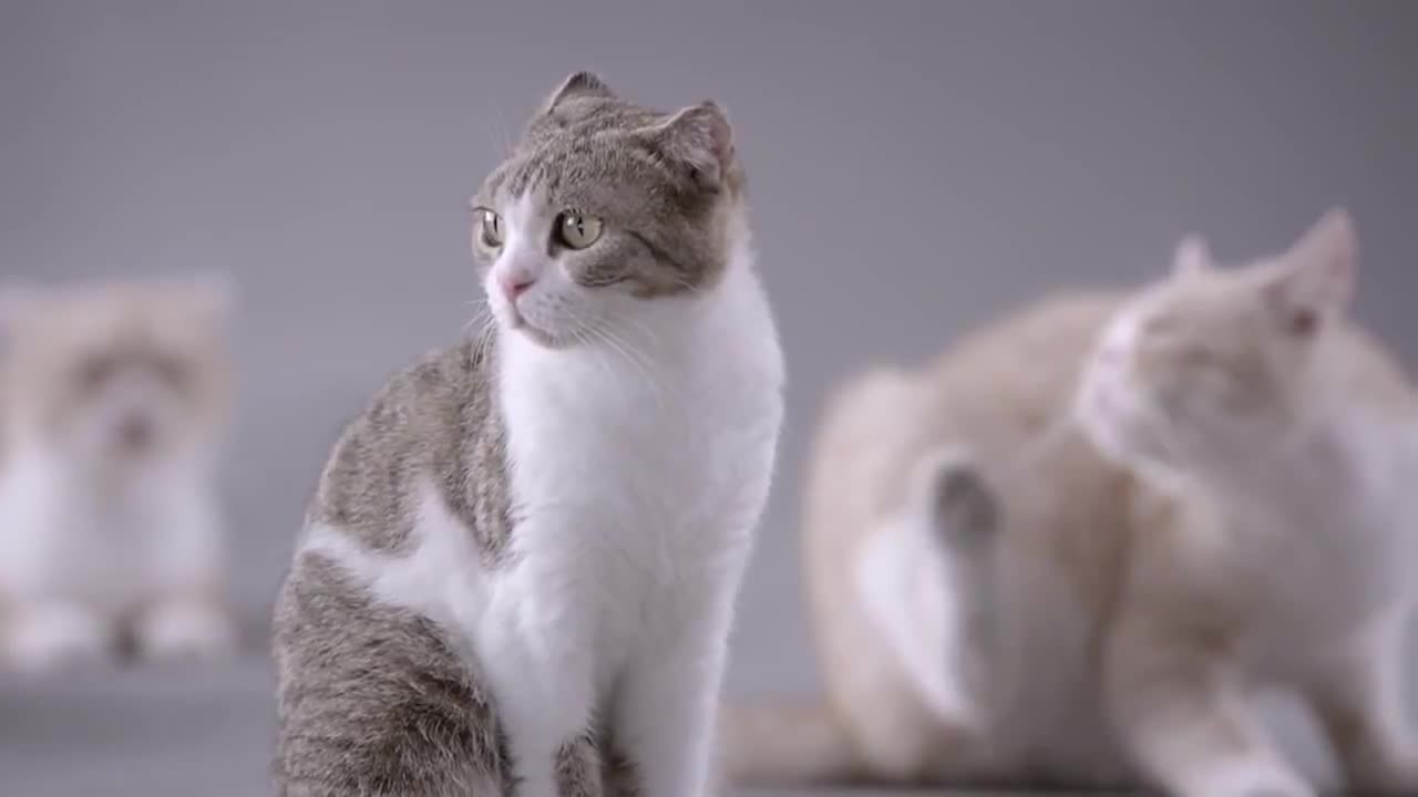Kotex Commercial: Cat Pad