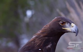 Birds of Prey Close Up - Animals - VIDEOTIME.COM