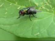 Fly on the Leaf