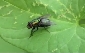 Fly on the Leaf - Animals - VIDEOTIME.COM